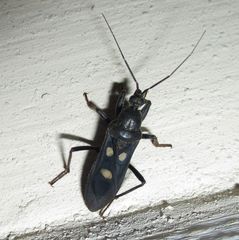 Ectomocoris quadrimaculatus