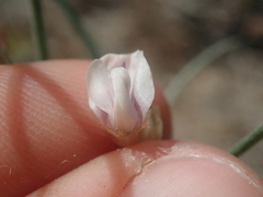Astragalus ceramicus