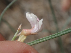 Astragalus ceramicus