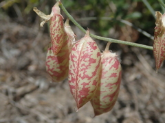 Astragalus ceramicus