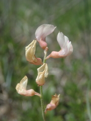 Astragalus ceramicus