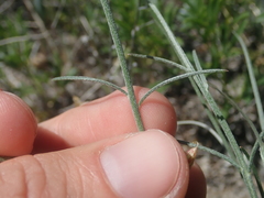 Astragalus ceramicus
