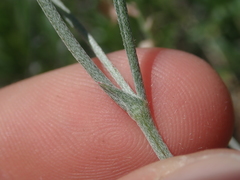 Astragalus ceramicus