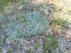Antennaria microphylla