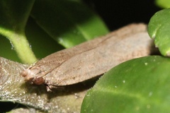 Dichomeris ligulella