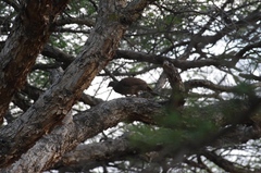 Pternistis natalensis