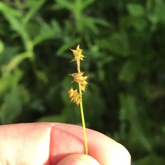 Carex atlantica