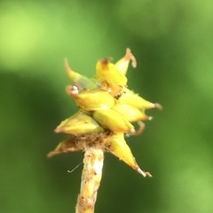 Carex atlantica