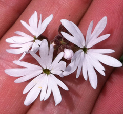 Lithophragma