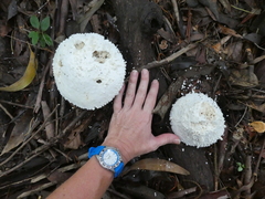 Amanita pyramidifera