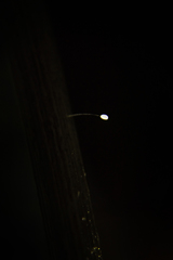 Chrysopidae