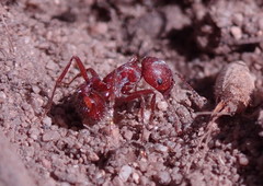 Pogonomyrmex subdentatus