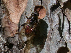 Chalcosyrphus libo