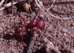 Pogonomyrmex subdentatus