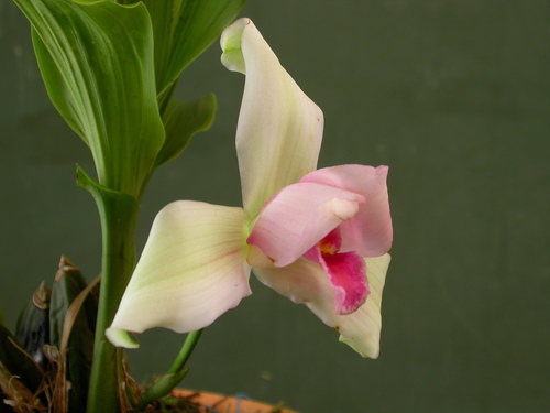 Monja Blanca (Lycaste virginalis) · iNaturalist Ecuador