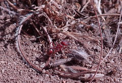 Pogonomyrmex subdentatus