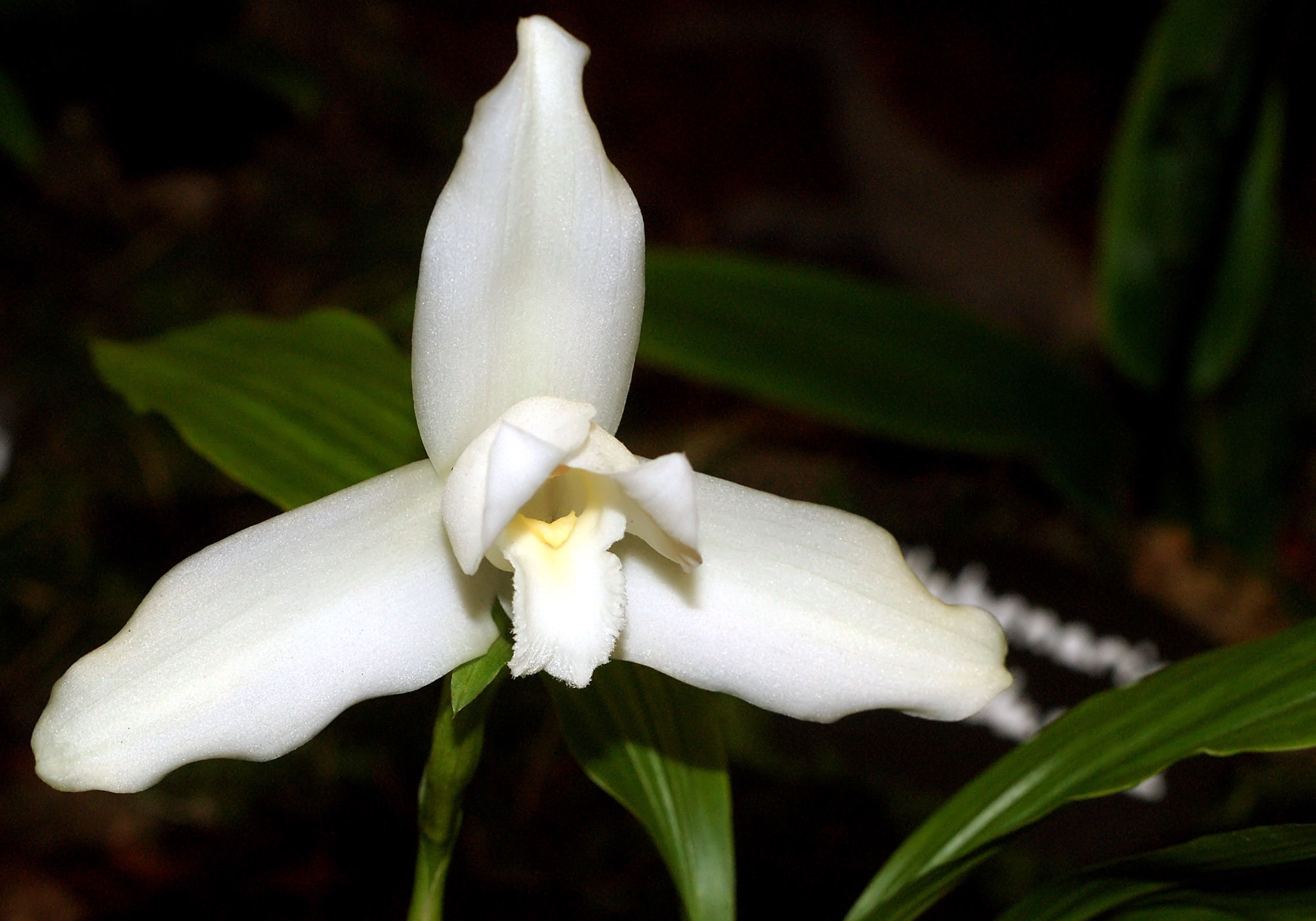 Monja Blanca (Lycaste virginalis) · iNaturalist Ecuador