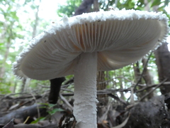 Amanita pyramidifera