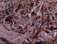 Pogonomyrmex subdentatus