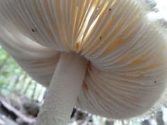 Amanita pyramidifera