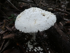 Amanita pyramidifera