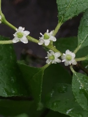 Ilex verticillata