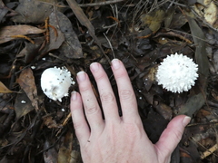 Amanita pyramidifera