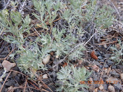 Krascheninnikovia lanata