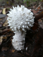 Amanita pyramidifera