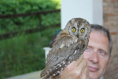 Otus scops