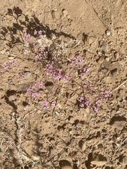 Chorizanthe fimbriata