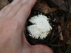 Amanita pyramidifera