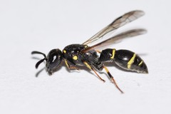 Symmorphus canadensis