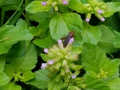 Neonemobius mormonius