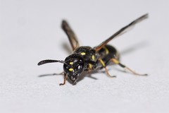 Symmorphus canadensis