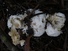 Amanita pyramidifera