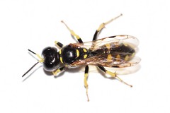 Crossocerus nitidiventris