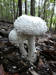 Amanita pyramidifera