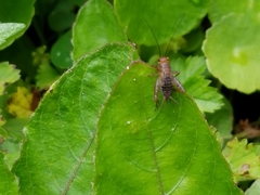 Neonemobius mormonius