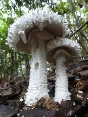 Amanita pyramidifera