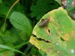 Neonemobius mormonius