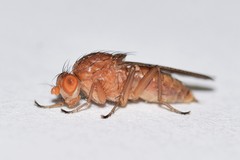 Suillia quinquepunctata