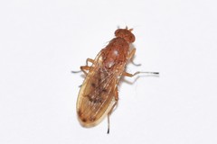 Suillia quinquepunctata