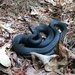 Northern Black Racer - Photo (c) Gray Catanzaro, some rights reserved (CC BY-NC), uploaded by Gray Catanzaro