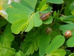 Neonemobius mormonius