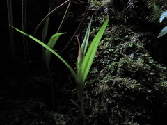 Pterostylis cardiostigma