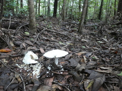 Amanita pyramidifera