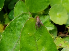 Neonemobius mormonius