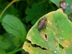 Neonemobius mormonius