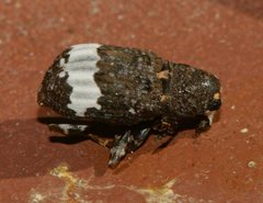 Eurymycter